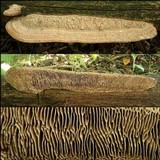 Daedalea quercina image