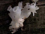 Sebacina sparassoidea image