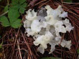 Sebacina sparassoidea image