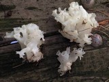 Sebacina sparassoidea image
