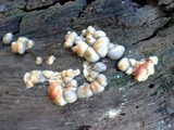 Lycogala epidendrum image