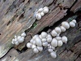 Lycogala epidendrum image