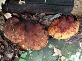 Piptoporus quercinus image