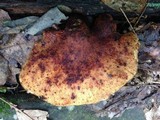 Piptoporus quercinus image