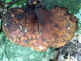 Piptoporus quercinus image