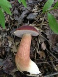 Xanthoconium purpureum image