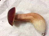 Xanthoconium purpureum image