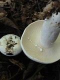 Lactarius glaucescens image