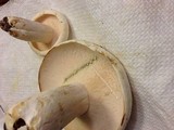 Lactarius glaucescens image