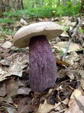Tylopilus plumbeoviolaceus image