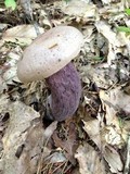 Tylopilus plumbeoviolaceus image