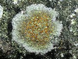Caloplaca flavovirescens image
