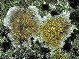 Caloplaca flavovirescens image