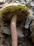 Frostiella russellii image