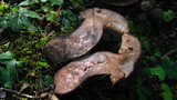 Tylopilus alboater image