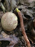 Frostiella russellii image