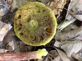 Frostiella russellii image