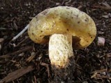 Lactarius scrobiculatus image