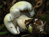 Tricholoma sulphurescens image