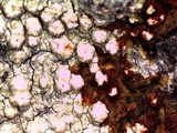 Pertusaria lecanina image