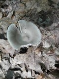 Amanita sect. Vaginatae image