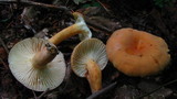 Lactarius hygrophoroides image