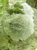 Porpidia albocaerulescens var. albocaerulescens image