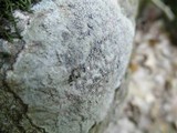 Porpidia albocaerulescens var. albocaerulescens image