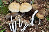 Psilocybe subaeruginascens image