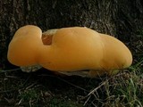 Ganoderma resinaceum image