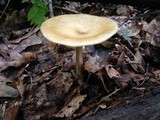 Melanoleuca alboflavida image