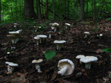 Lactarius piperatus image