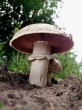 Agaricus subperonatus image
