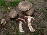 Agaricus subperonatus image