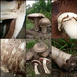 Agaricus subperonatus image