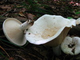 Lactarius piperatus image
