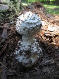 Amanita subcokeri image