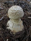 Amanita ravenelii image