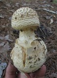 Amanita ravenelii image