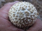 Amanita ravenelii image