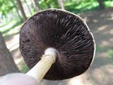 Agaricus pocillator image