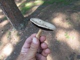 Agaricus pocillator image