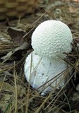 Amanita polypyramis image