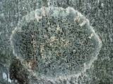 Trypethelium virens image