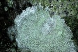 Ochrolechia arborea image