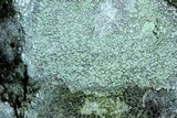 Ochrolechia arborea image