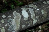 Ochrolechia arborea image