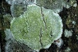 Lecanora albella image