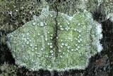 Lecanora albella image