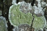 Lecanora albella image